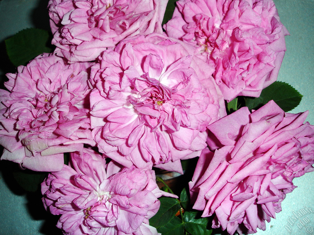 Pink rose photo.
