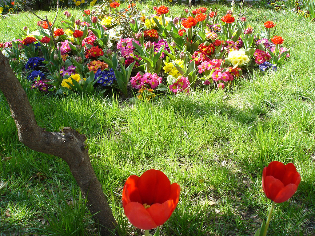 Red Turkish-Ottoman Tulip photo.

