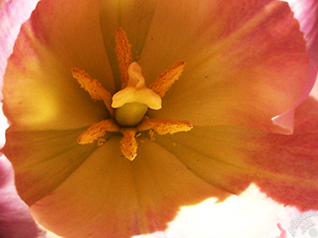Pink color Turkish-Ottoman Tulip photo.

