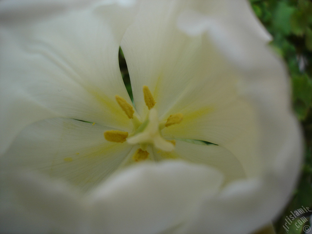 White color Turkish-Ottoman Tulip photo.
