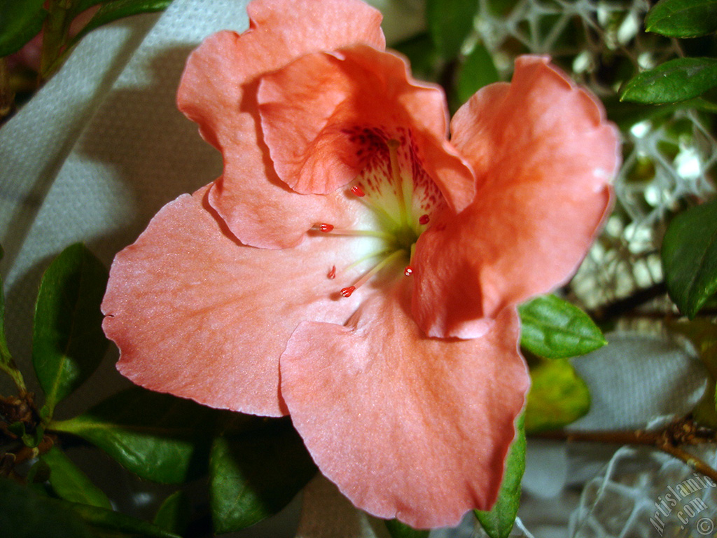 Pink color Azalea -Rhododendron- flower.

