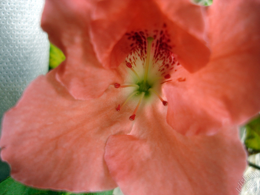 Pink color Azalea -Rhododendron- flower.
