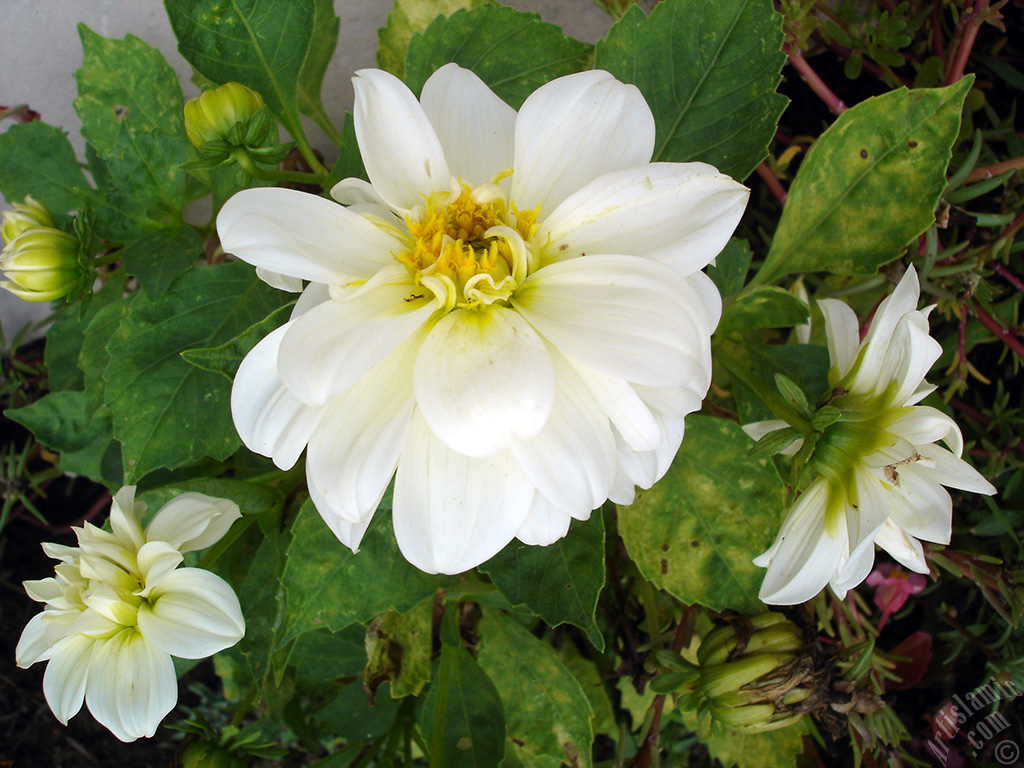 Dahlia flower.
