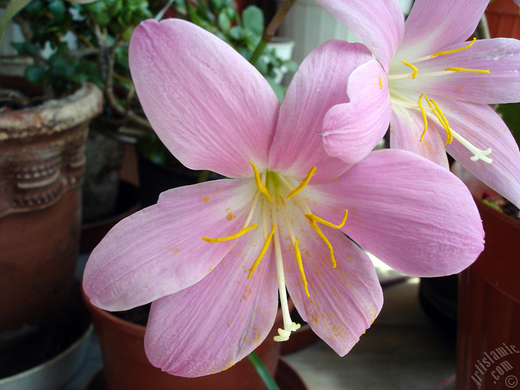 Pink color flower similar to lily.

