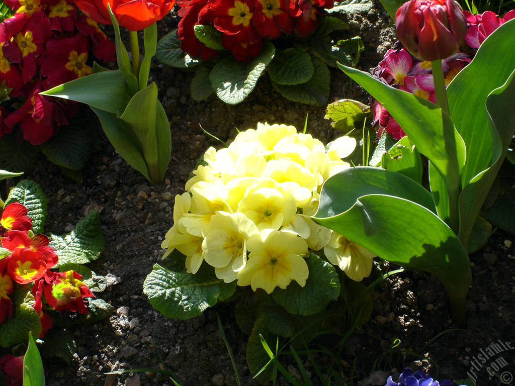 A primrose flower photo.
