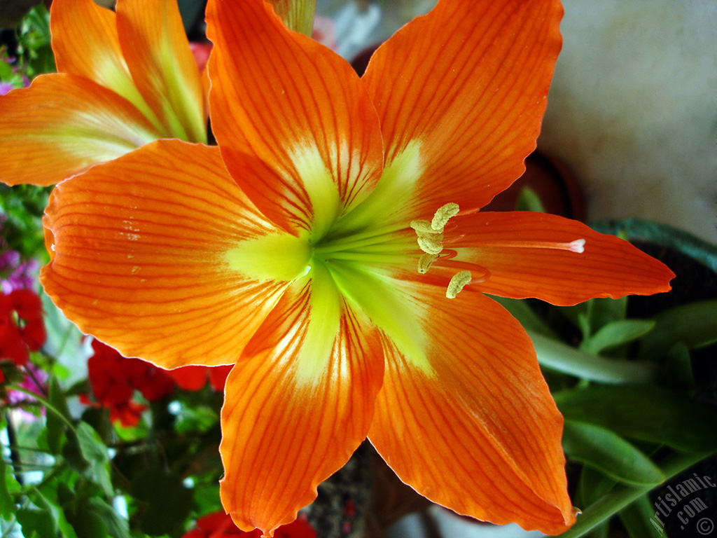 Red color amaryllis flower.
