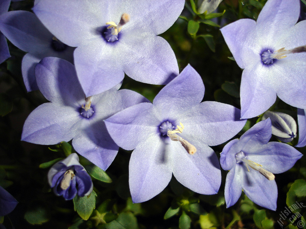 Balloon Flower -Chinese Bellflower-.
