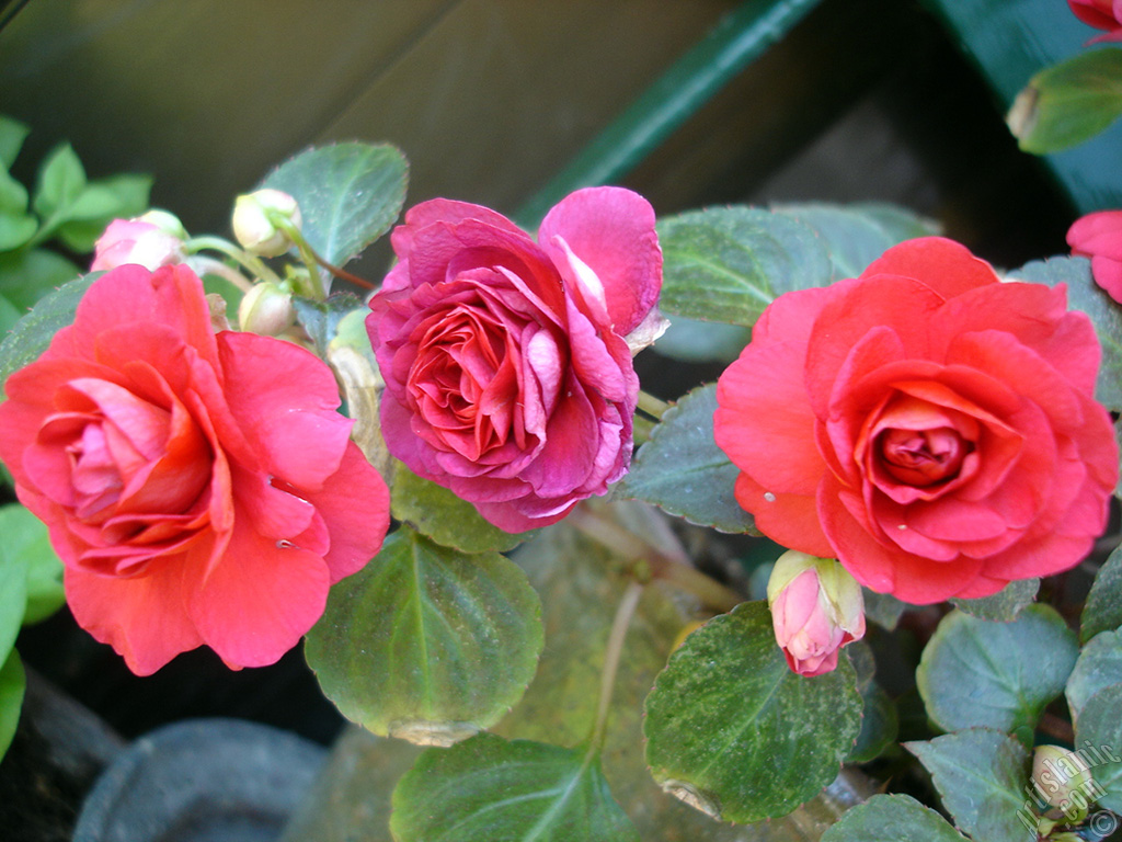 Red color Begonia Elatior flower.
