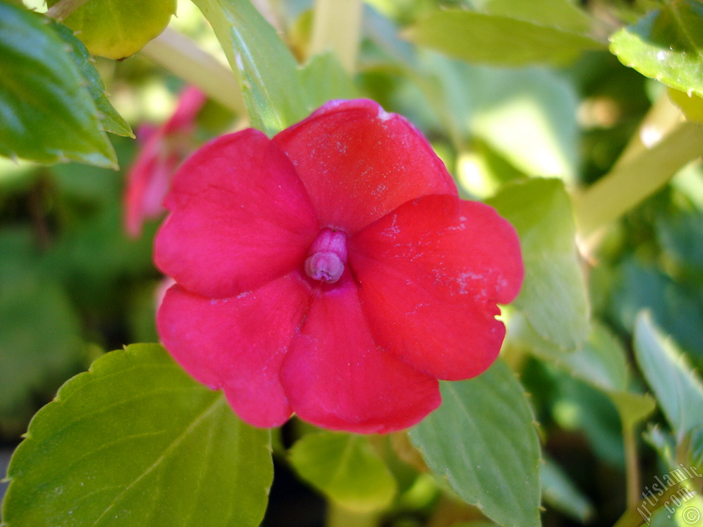 Garden Balsam, -Touch-me-not, Jewel Weed- flower.
