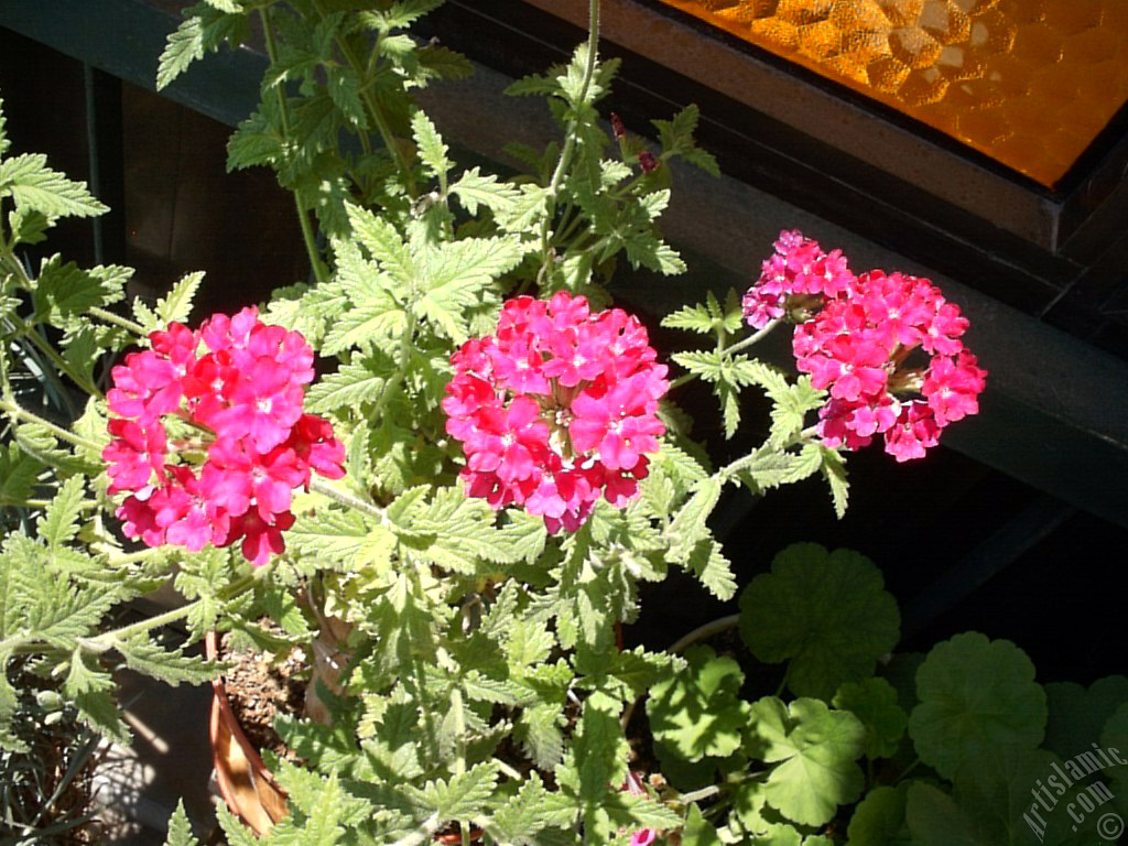 Verbena -Common Vervain- flower.
