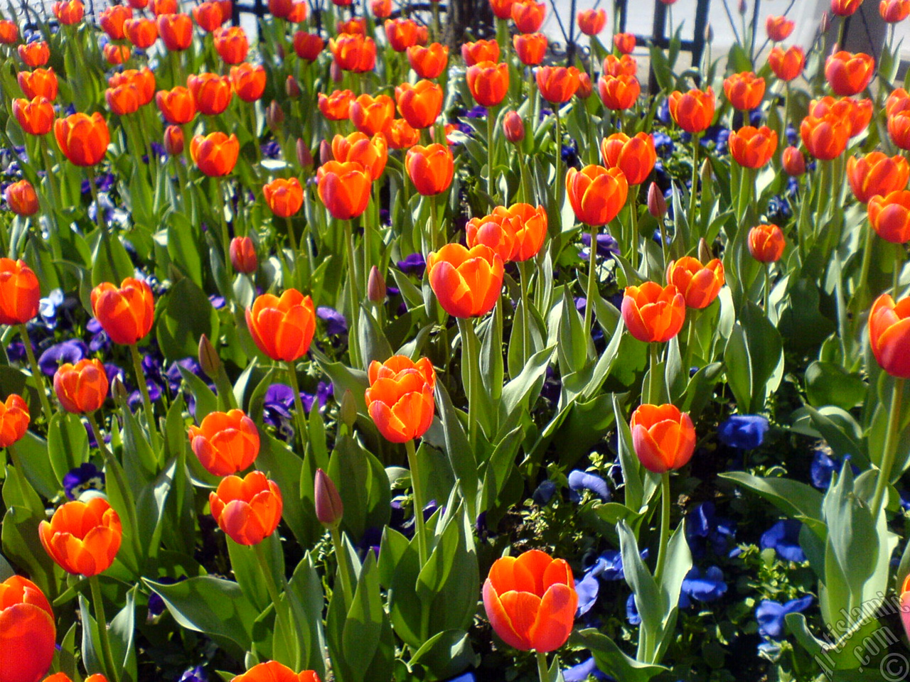 Turkish-Ottoman Tulips.
