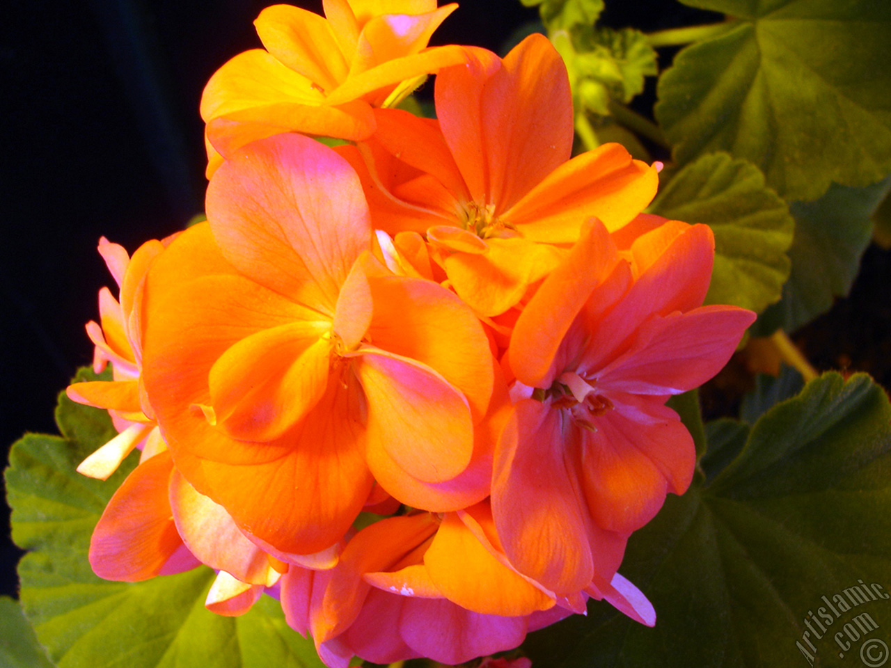 Red Colored Pelargonia -Geranium- flower.
