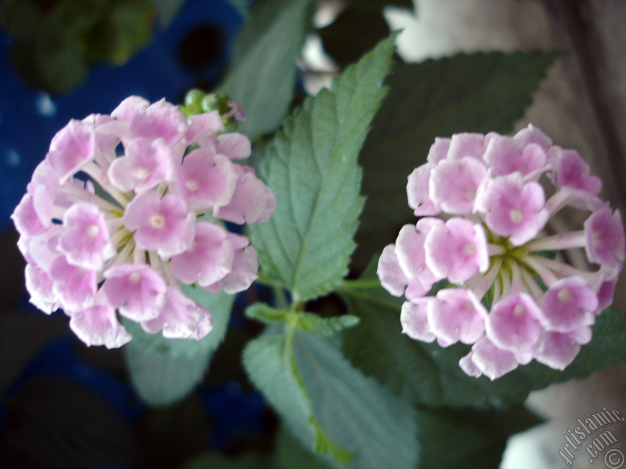 Lantana camara -bush lantana- flower.
