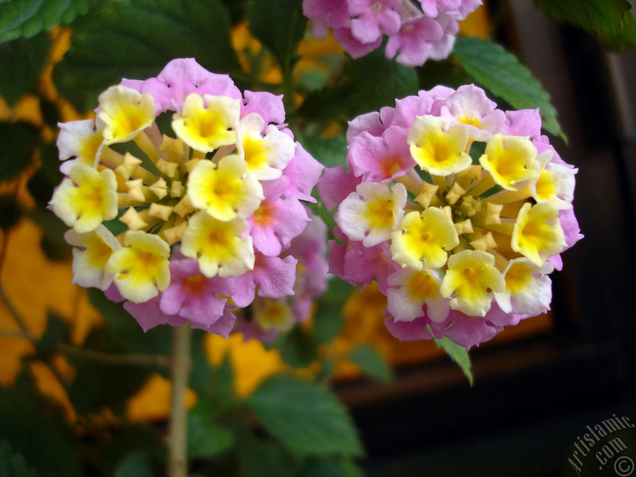 Lantana camara -bush lantana- flower.
