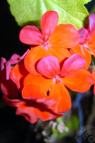A mobile wallpaper and MMS picture for Apple iPhone 7s, 6s, 5s, 4s, Plus, iPods, iPads, New iPads, Samsung Galaxy S Series and Notes, Sony Ericsson Xperia, LG Mobile Phones, Tablets and Devices: Red Colored Pelargonia -Geranium- flower.
