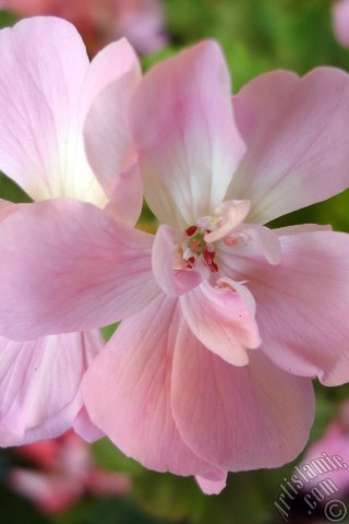 A mobile wallpaper and MMS picture for Apple iPhone 7s, 6s, 5s, 4s, Plus, iPods, iPads, New iPads, Samsung Galaxy S Series and Notes, Sony Ericsson Xperia, LG Mobile Phones, Tablets and Devices: Pink Colored Pelargonia -Geranium- flower.
