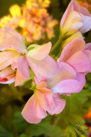 A mobile wallpaper and MMS picture for Apple iPhone 7s, 6s, 5s, 4s, Plus, iPods, iPads, New iPads, Samsung Galaxy S Series and Notes, Sony Ericsson Xperia, LG Mobile Phones, Tablets and Devices: Pink Colored Pelargonia -Geranium- flower.
