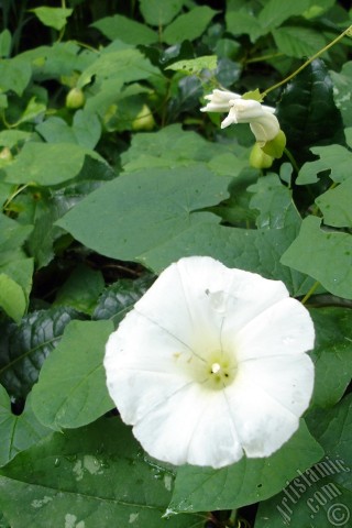 A mobile wallpaper and MMS picture for Apple iPhone 7s, 6s, 5s, 4s, Plus, iPods, iPads, New iPads, Samsung Galaxy S Series and Notes, Sony Ericsson Xperia, LG Mobile Phones, Tablets and Devices: White Morning Glory flower.
